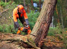 Reliable Hanford, CA Tree Services Solutions