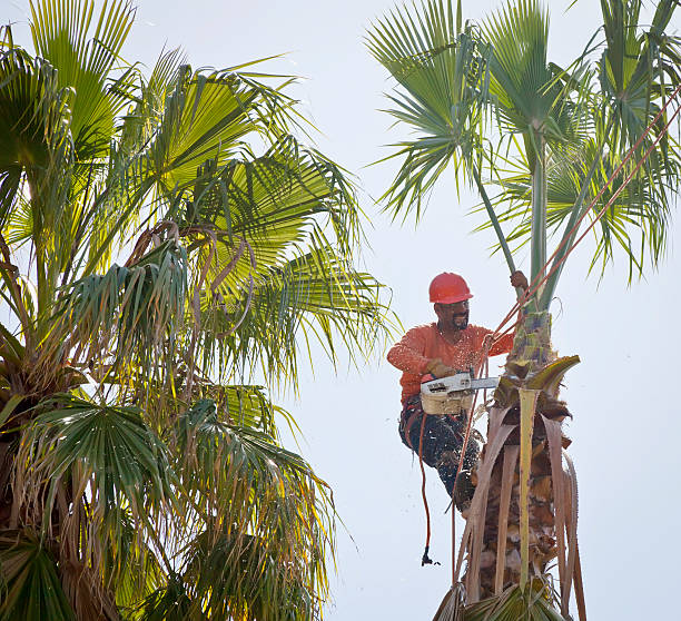 Mulching Services in Hanford, CA